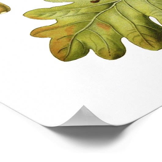 Quercus pedunculata (englische Eiche) Poster (Ecke)