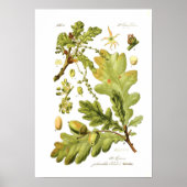 Quercus pedunculata (englische Eiche) Poster (Vorne)