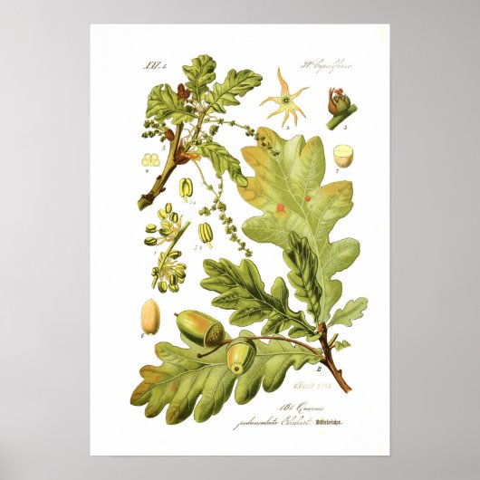 Quercus pedunculata (englische Eiche) Poster (Vorne)