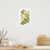 Quercus pedunculata (englische Eiche) Poster (Küche)