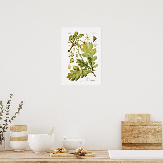 Quercus pedunculata (englische Eiche) Poster (Küche)