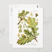 Quercus pedunculata (englische Eiche) Postkarte (Vorne/Hinten)