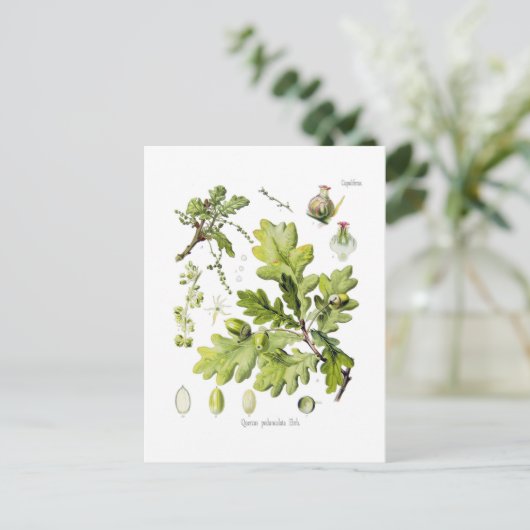 Quercus pedunculata : syn.Q robur. (Englische Eich Postkarte (Stehend Vorderseite)