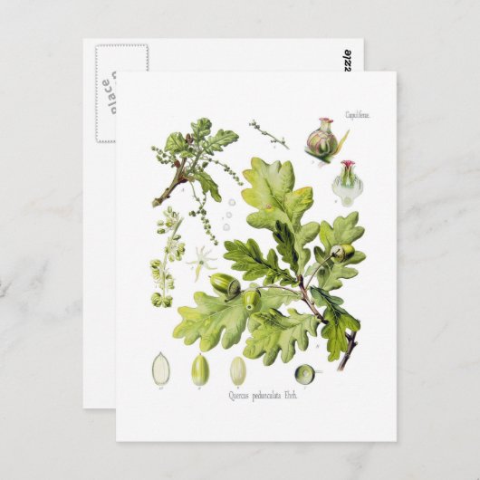 Quercus pedunculata : syn.Q robur. (Englische Eich Postkarte (Vorne/Hinten)