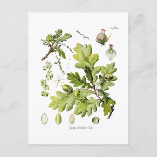 Quercus pedunculata : syn.Q robur. (Englische Eich Postkarte (Vorderseite)