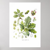 Quercus sessiliflora (Sessileiche) Poster (Vorne)
