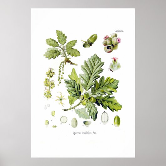 Quercus sessiliflora (Sessileiche) Poster (Vorne)