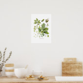 Quercus sessiliflora (Sessileiche) Poster (Küche)