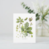Quercus sessiliflora (Sessileiche) Postkarte (Stehend Vorderseite)