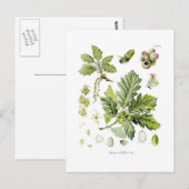 Quercus sessiliflora (Sessileiche) Postkarte (Vorne/Hinten)