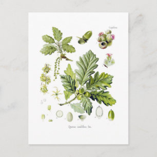 Quercus sessiliflora (Sessileiche) Postkarte