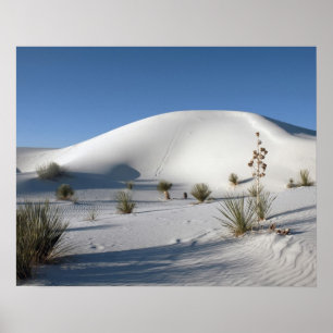 Querliegende Dünen und Soaptree Yucca Poster