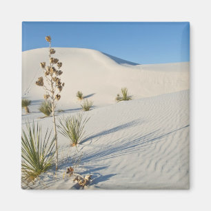 Querliegende Dünen, Yucca, Schatten Magnet