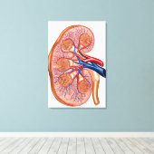 Querschnitt der inneren Anatomie einer Niere Leinwanddruck (Insitu (Holzboden))