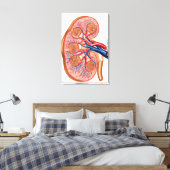 Querschnitt der inneren Anatomie einer Niere Leinwanddruck (Insitu (Schlafzimmer))