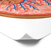 Querschnitt der inneren Anatomie einer Niere Poster (Ecke)