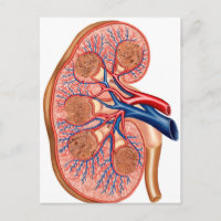 Querschnitt der inneren Anatomie einer Niere