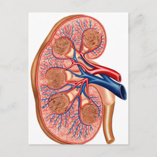 Querschnitt der inneren Anatomie einer Niere Postkarte