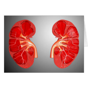 Querschnitt der menschlichen Niere