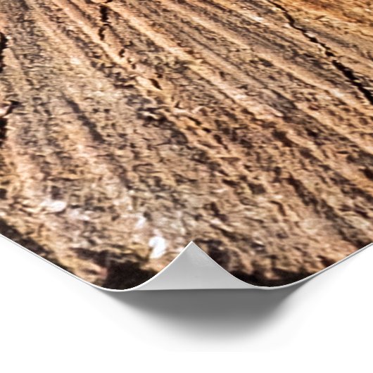 Querschnitt des Apfelbaums (Malus)abstrakt, b Poster (Ecke)