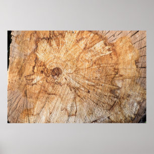 Querschnitt des Apfelbaums (Malus)abstrakt, b Poster