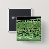 Querschnitt des Blattes Button (Vorne & Hinten)