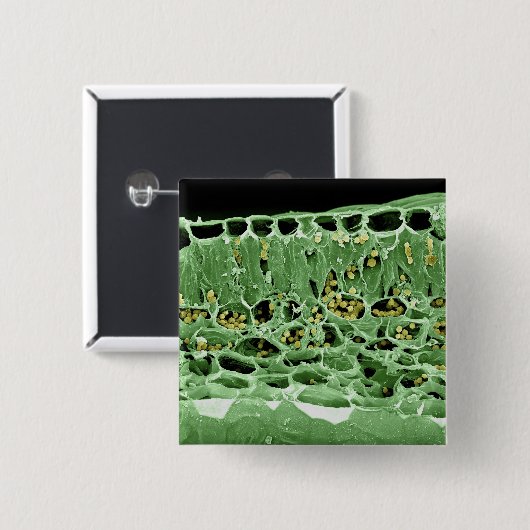 Querschnitt des Blattes Button (Vorne & Hinten)