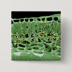 Querschnitt des Blattes Button