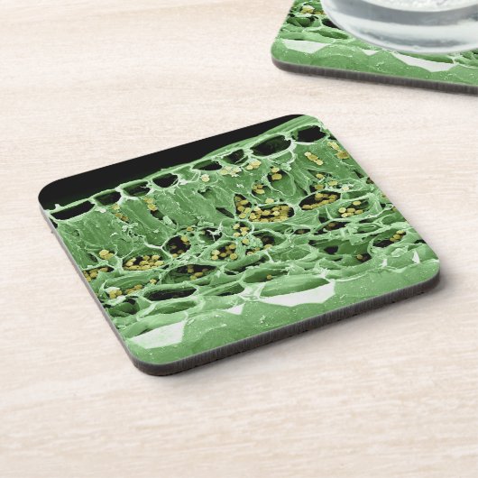 Querschnitt des Blattes Getränkeuntersetzer (Linke Seite)