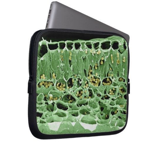 Querschnitt des Blattes Laptopschutzhülle (Vorne Rechts)