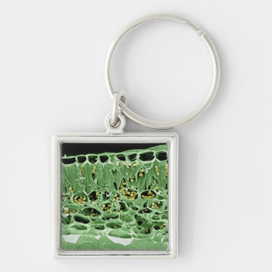 Querschnitt des Blattes Schlüsselanhänger (Vorne)