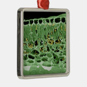 Querschnitt des Blattes Silbernes Ornament (Rechts)