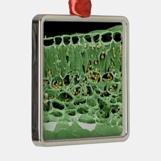 Querschnitt des Blattes Silbernes Ornament (Rechts)