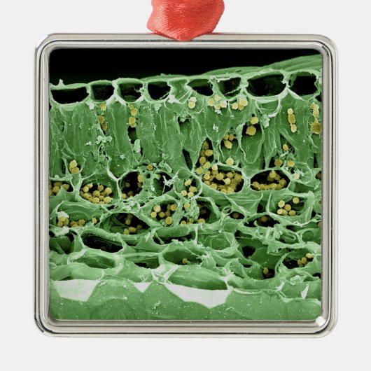 Querschnitt des Blattes Silbernes Ornament (Vorne)