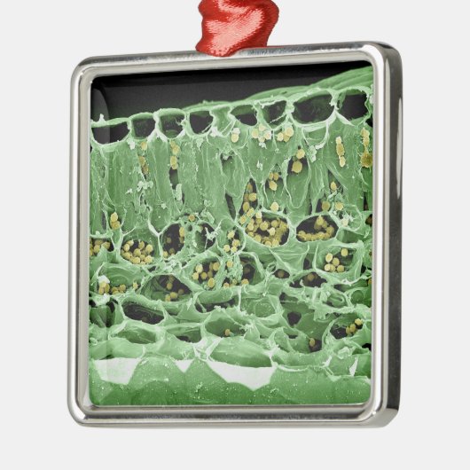 Querschnitt des Blattes Silbernes Ornament (Links)