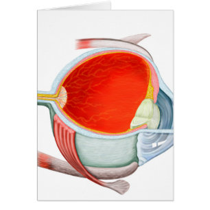 Querschnitt des menschlichen Auges