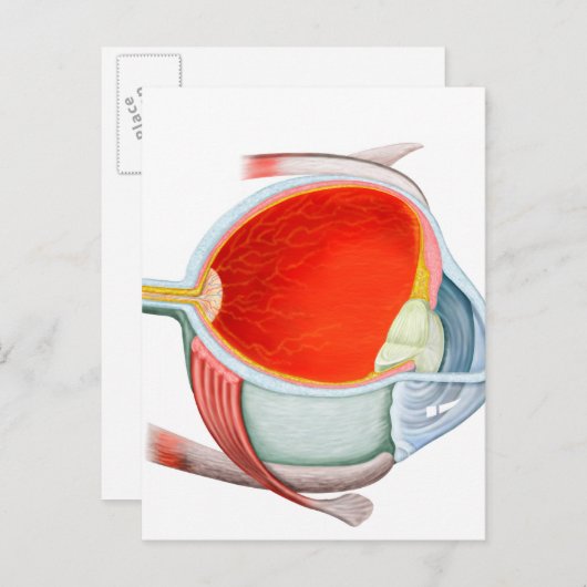 Querschnitt des menschlichen Auges Postkarte (Vorne/Hinten)