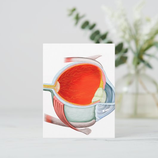 Querschnitt des menschlichen Auges Postkarte (Stehend Vorderseite)