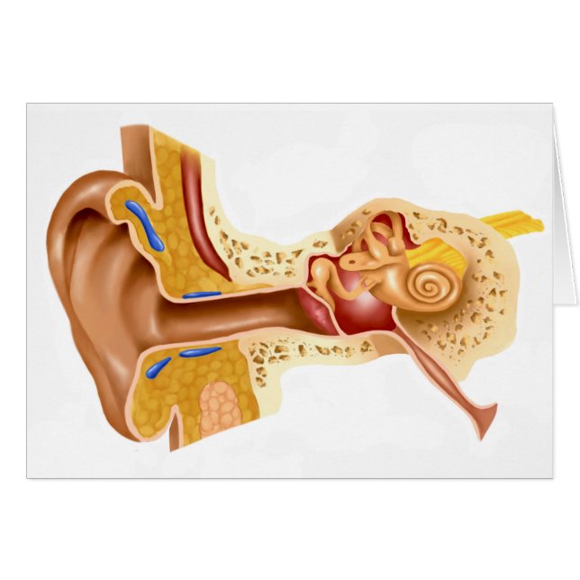 Querschnitt des menschlichen Ohrs (Vorderseite (Horizontal))
