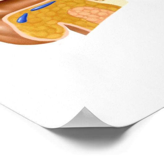 Querschnitt des menschlichen Ohrs Poster (Ecke)