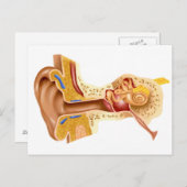 Querschnitt des menschlichen Ohrs Postkarte (Vorne/Hinten)