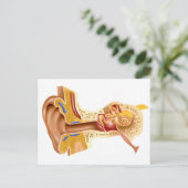 Querschnitt des menschlichen Ohrs Postkarte (Stehend Vorderseite)