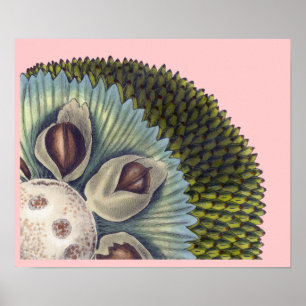 Querschnitt durch Breadfrüchte - tropische Lebensm Poster