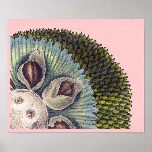 Querschnitt durch Breadfrüchte - tropische Lebensm Poster (Vorne)