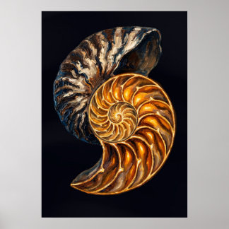 Querschnitt durch ein Nautilusgehäuse — Goldene Sp Poster