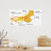 Querschnitt eines allgemeinen menschlichen Knochen Poster (Küche)