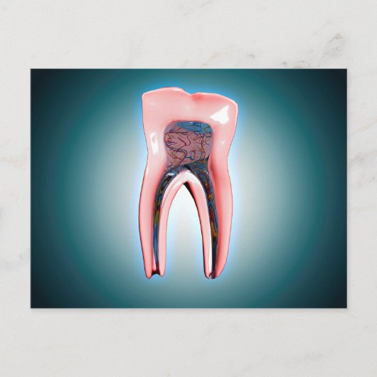 Querschnitt eines menschlichen Zahnes Postkarte (Vorderseite)