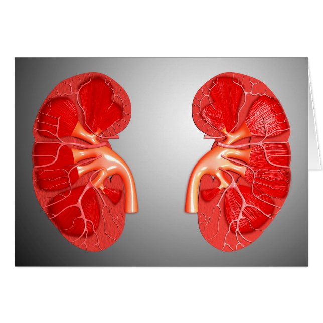 Querschnittliche menschliche Niere (Vorderseite (Horizontal))