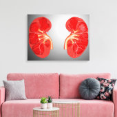 Querschnittliche menschliche Niere Leinwanddruck (Insitu (Wohnzimmer))