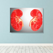 Querschnittliche menschliche Niere Leinwanddruck (Insitu (Holzboden))